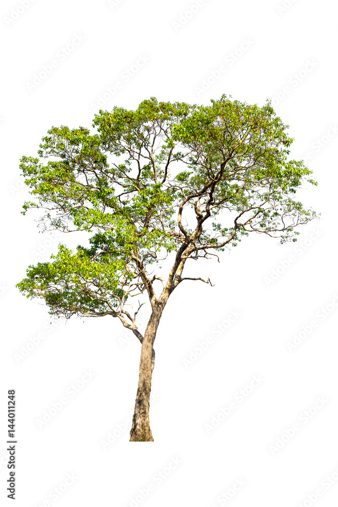 Obraz premium tree isolated