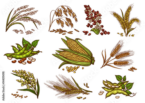 Grain and cereals vector isolated icons