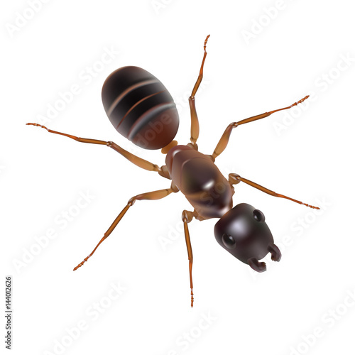  Illustration of an ant on a white background