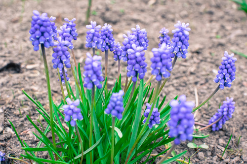 spring season flowers in europe Germany vivd colors