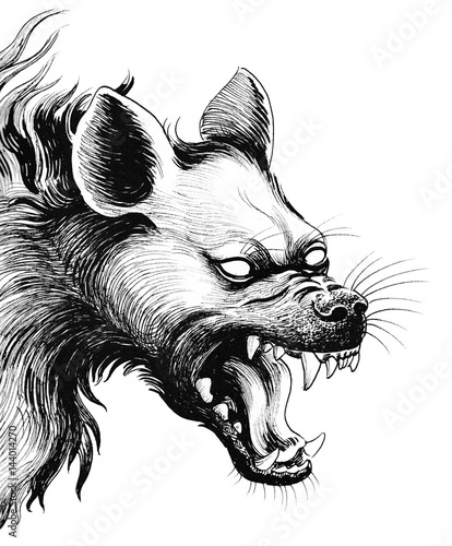 Fotografia, Obraz Scary hyena