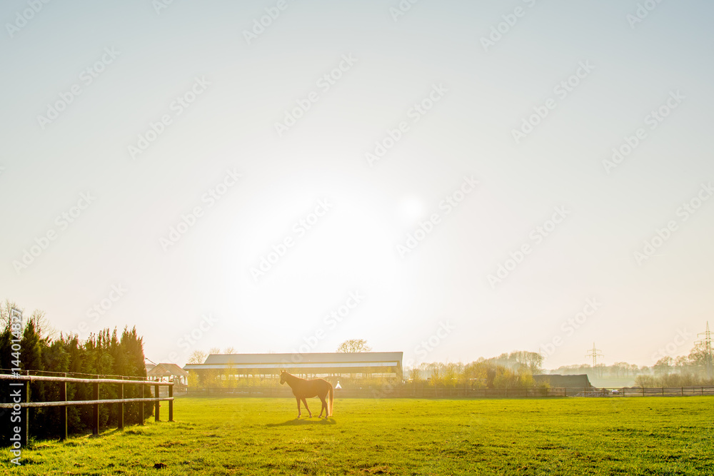 Obraz premium horses at sunset in a big field Europe Germany