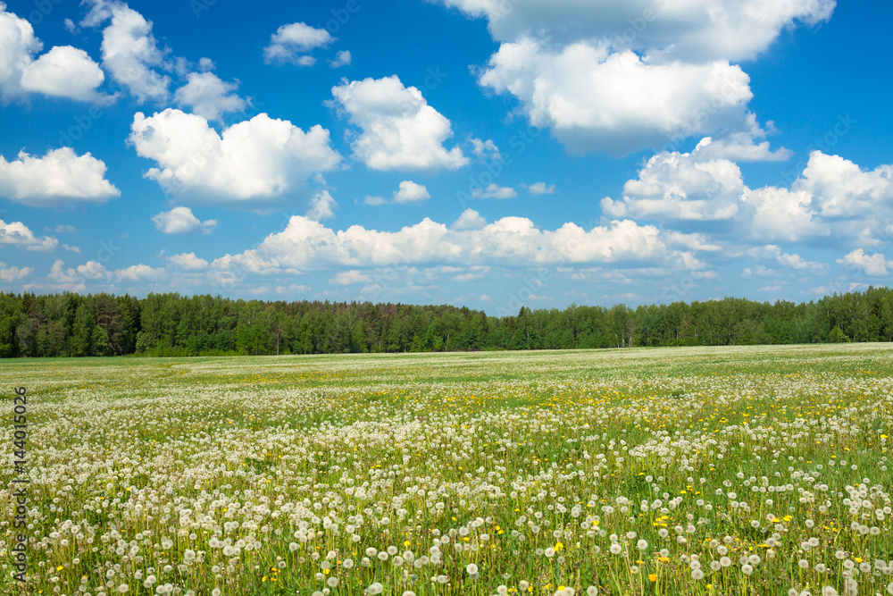 summer rural landscape with a blossoming meadow