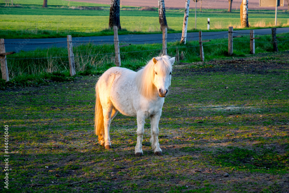 beautiful white ponny at sunset in Germany Europe