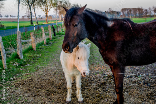 beautiful white ponny at sunset in Germany Europe