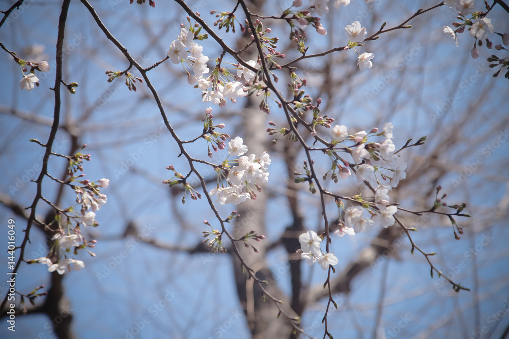 Beautiful sakura flowers on tree | Pink cherry blossom in Japan Beautiful sakura flowers on tree | Pink cherry blossom in Japan