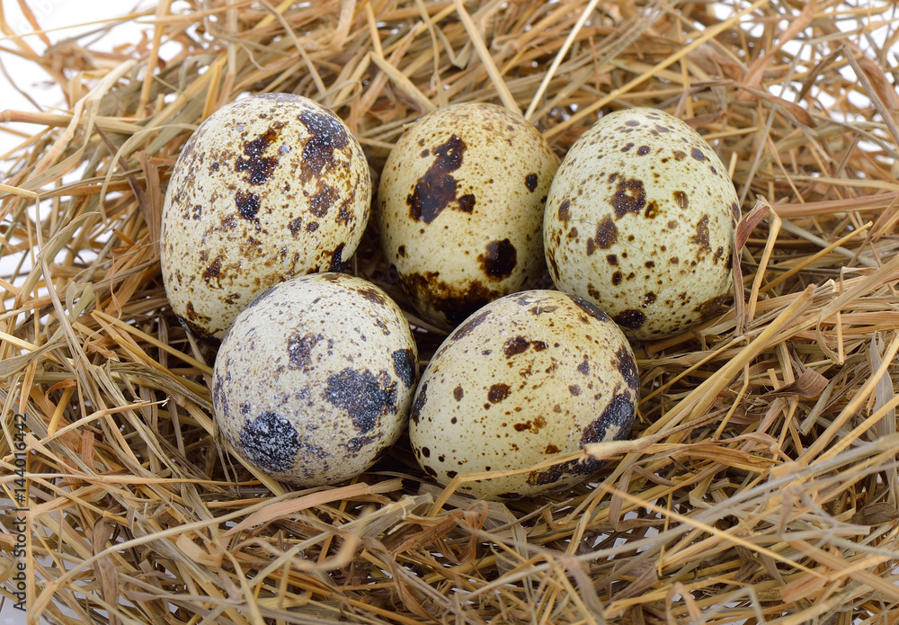 Quail eggs on nest Quail eggs on nest