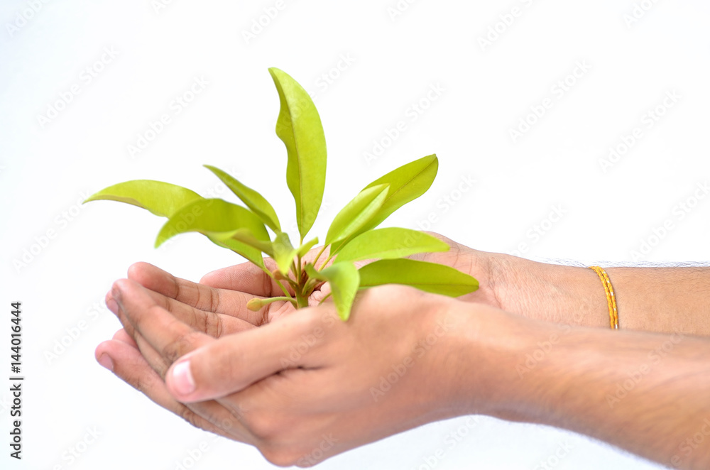 Human hand saving beginning of tree on white background Human hand saving beginning of tree on white background