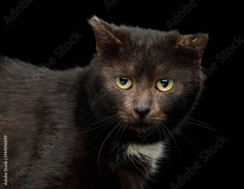 Portrait of unusual brown cat look like bear on isolated black background, side view