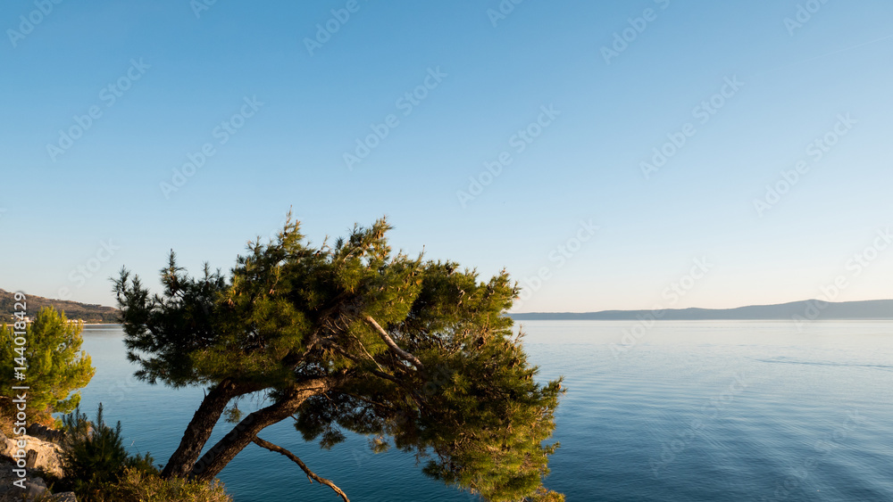 Pine tree against blue sea
