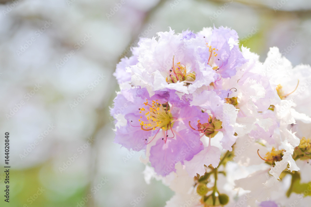 lagerstroemia speciosa, Queen's flower background ,flower lagerstroemia speciosa, Queen's flower background ,flower