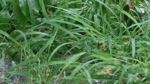 green grass in garden vibrant by rain 