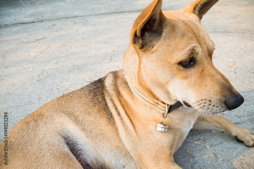 Portrait hybrid brown dog on the floor,Thai dog