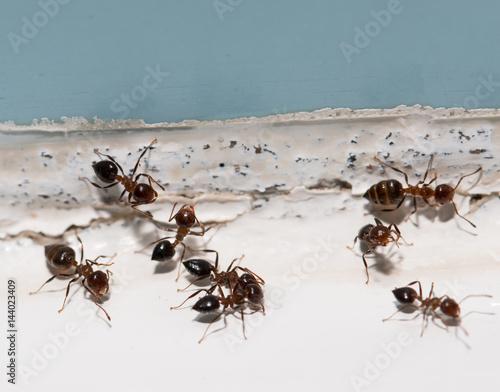 ants on the wall © studybos