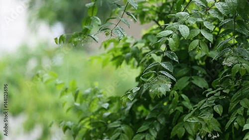 green plant movement by rain and wind in tropical rainy season with copy space