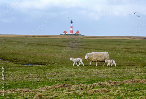 Schafmutter mit L  mmchen vor Westerhever