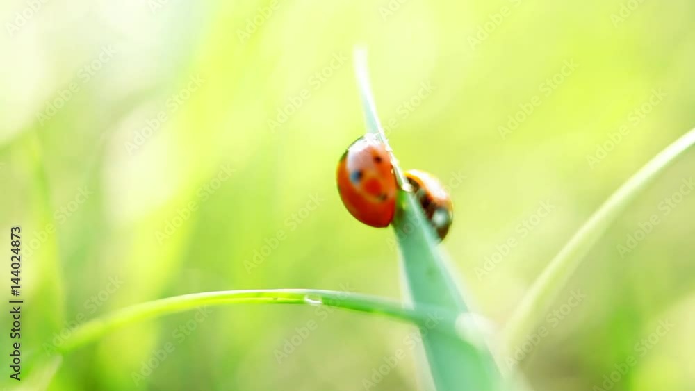 Ladybug on the grass, macro view Ladybug on the grass, macro view