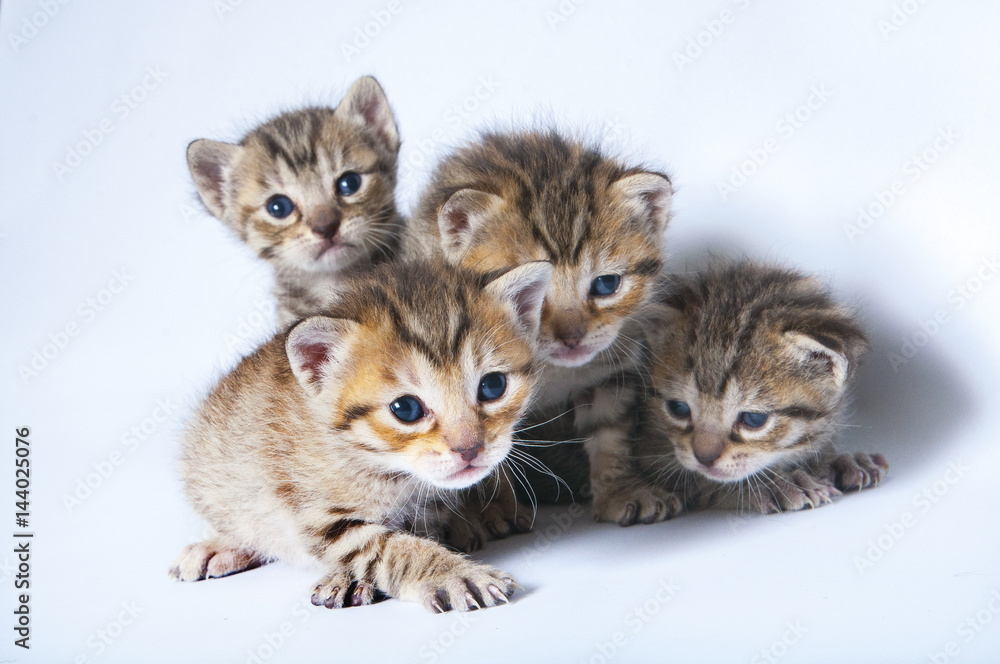 Camada de cachorros de gato atigrados Camada de cachorros de gato atigrados