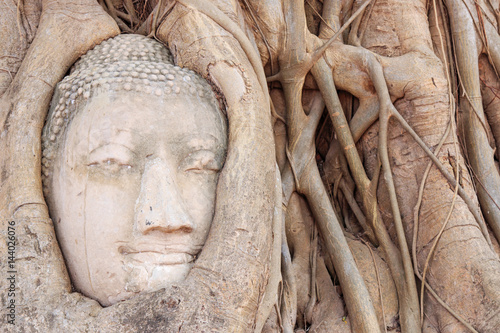 Buddha Head in the Wat Maha That temple in Ayutthaya, Thailand photo