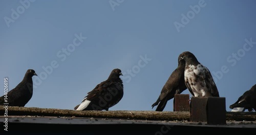 Grey and Spotted Doves Are Sitting on the Roof of a Pigeon House and Look at Each Other in the Daytime in Summer photo