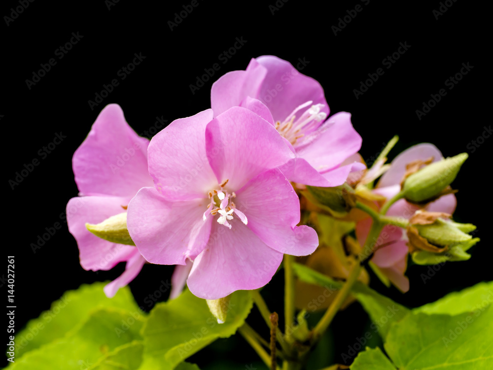 Pink Dombeya flower. (Dombeya elegans)