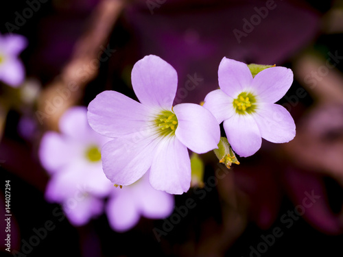 Close up of False Shamrock flower. photo