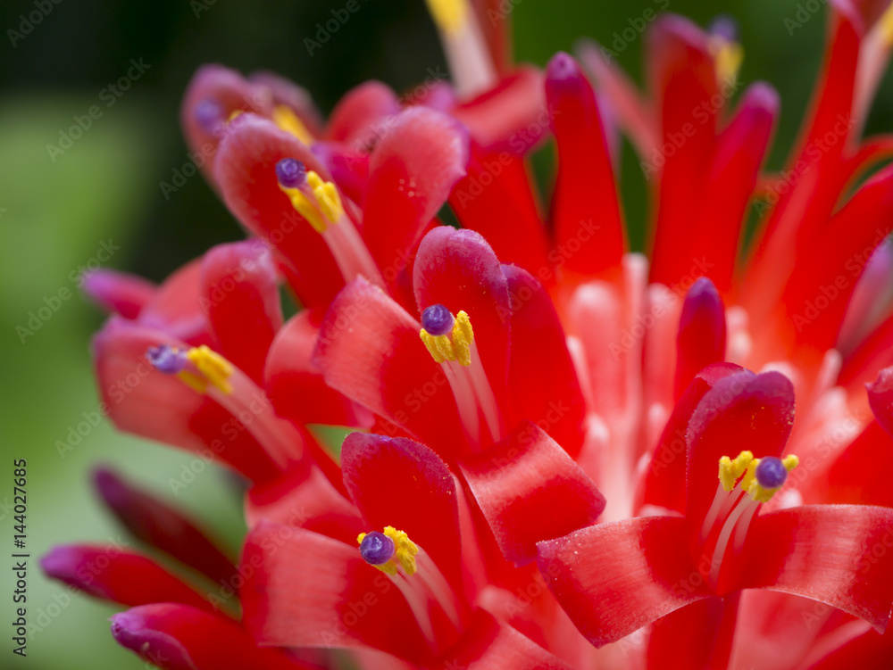 Close up Bromeliads flower.