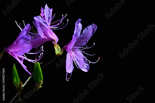 Spring purple flowers and young leaves of Rhododendron Mucronatum on black background