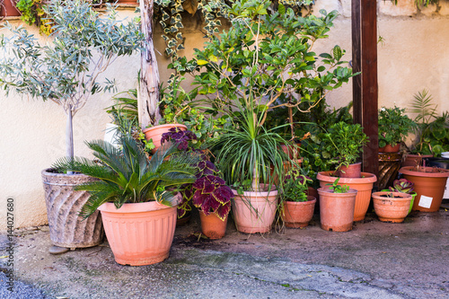 Different potted plants and seedlings near the florist shop entrance