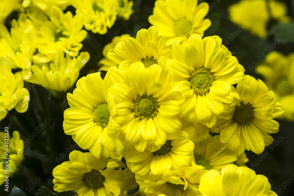Yellow chrysanthemum flower background. (Un-focus image) Yellow chrysanthemum flower background. (Un-focus image)