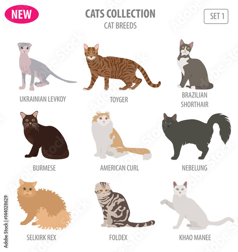 Cat breeds icon set flat style isolated on white. Create own infographic about pets