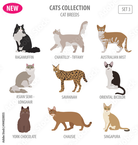 Cat breeds icon set flat style isolated on white. Create own infographic about pets