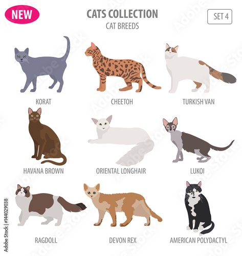 Cat breeds icon set flat style isolated on white. Create own infographic about pets