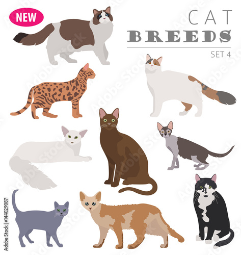 Cat breeds icon set flat style isolated on white. Create own infographic about pets