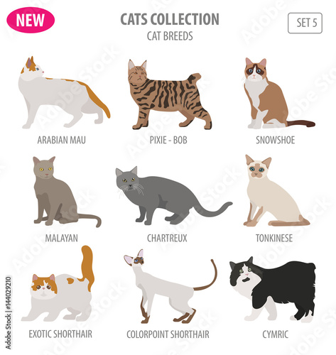 Cat breeds icon set flat style isolated on white. Create own infographic about pets