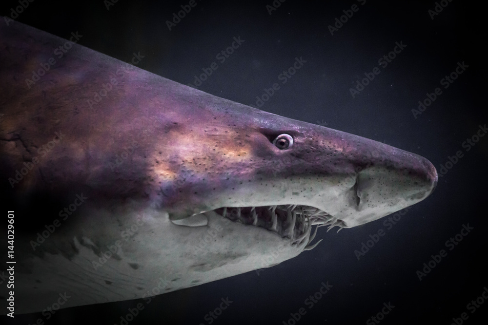 Naklejka premium Great white shark portrait look in underwater dark sea on background