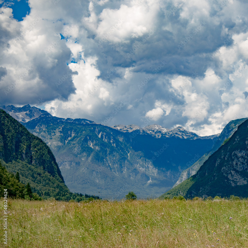 Obraz premium Summer landscape. Meadow on mountain.