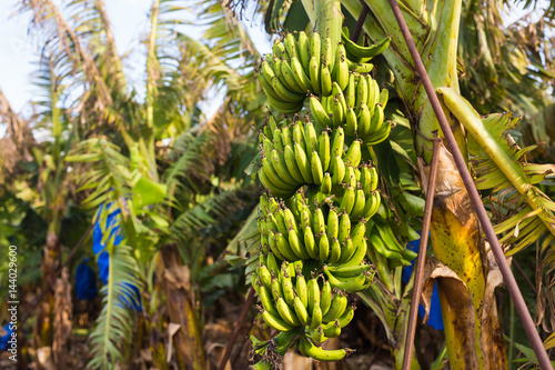 Big banana bunch on the banana plantation