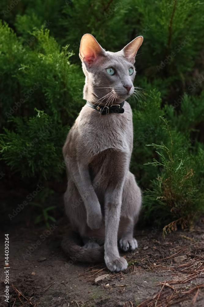 Beautiful Grey Young Cat Sitting on Ground Near Coniferous Bush In Summer Park. Breed Oriental.