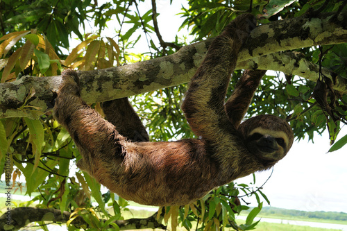Iquitos - hanging sloth