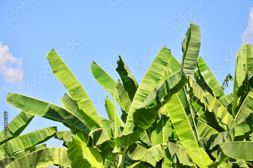 Banana leaf on blue sky background