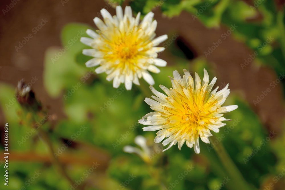 White-flowering Japanese dandelion White-flowering Japanese dandelion