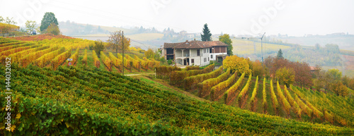 panorama of autumn vineyards photo