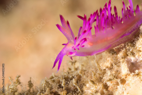 Flabellina rubrolineata Nudibranch  Sea Slug