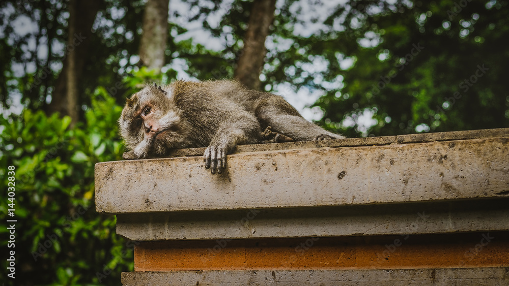 Obraz premium Relaxed macaque monkey with eye contact to camera