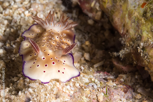 Risbecia pulchella, Nudibranch photo