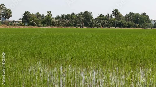 green jasmine rice in paddy field wave by wind with tree background in tropical