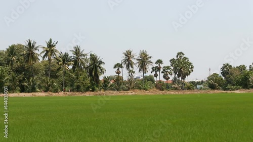 jasmine rice sprout in green paddy field wave by wind with tree background