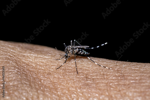 Close-up of mosquito sucking blood.