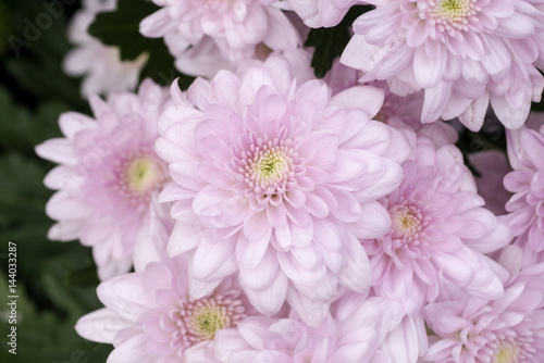 Close up of Purple chrysanthemum flower © noppharat